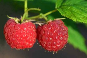 health benefits of raspberry ketones